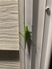 Neoconocephalus ensiger