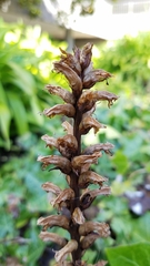 Orobanche hederae