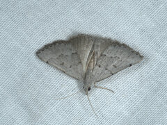 Dichromodes usurpatrix