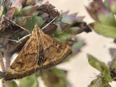 Pyrausta californicalis