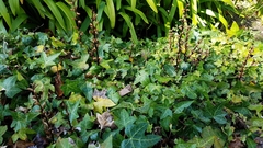 Orobanche hederae