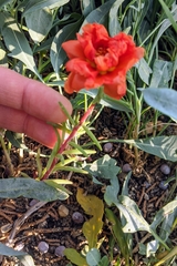 Portulaca