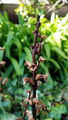 Orobanche hederae