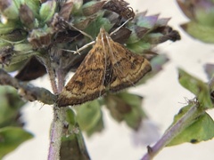 Pyrausta californicalis