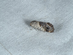 Eupselia carpocapsella