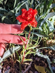 Portulaca