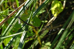 Bittacomorpha clavipes