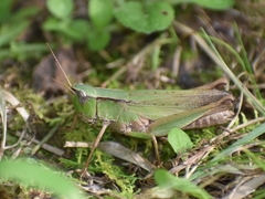 Dichromorpha viridis