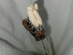 Copestylum vesicularium