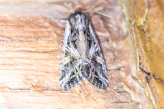 Spodoptera ornithogalli