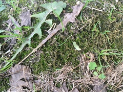 Drepanocladus