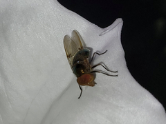 Copestylum vesicularium