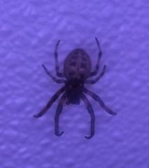 Larinioides cornutus