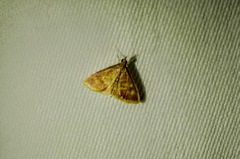 Pyrausta acrionalis