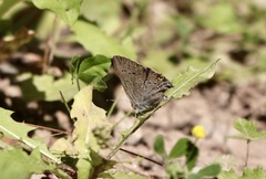 Satyrium sylvinus
