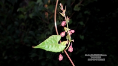 Fallopia dentatoalata