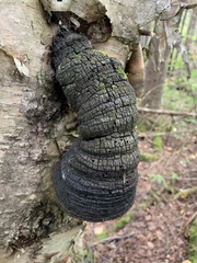 Phellinus