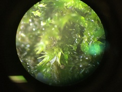 Drepanocladus