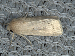 Leucania abdominalis