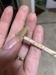 Kuehneromyces marginellus