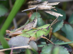 Dichromorpha viridis