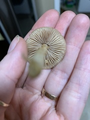 Kuehneromyces marginellus