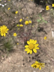 Hymenothrix dissecta