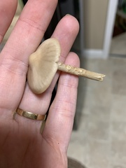 Kuehneromyces marginellus