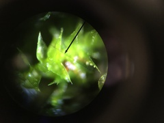 Drepanocladus