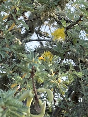 Prosopis palmeri