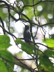 Campylopterus hemileucurus