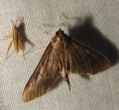 Herpetogramma sphingealis