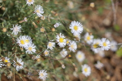 Minuria cunninghamii