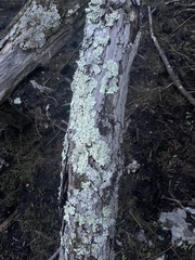 Parmelioideae