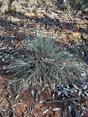 Lomandra glauca
