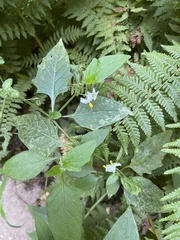 Solanum furcatum