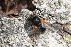 Mesembrina meridiana