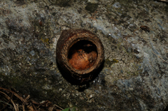 Muscardinus avellanarius