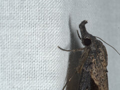 Dichromia quinqualis