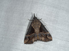 Dichromia quinqualis