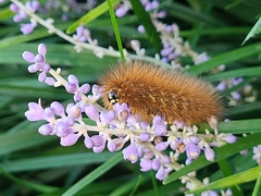 Phragmatobia fuliginosa