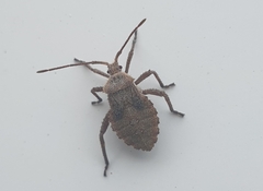 Acanthocoris sordidus
