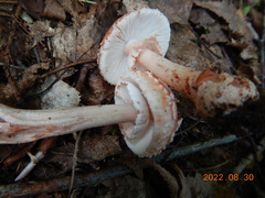 Validae