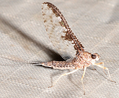 Callibaetis