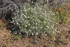 Minuria cunninghamii