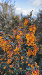 Berberis darwinii