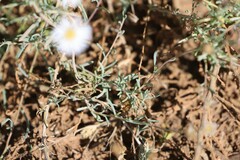 Minuria cunninghamii