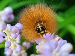Phragmatobia fuliginosa