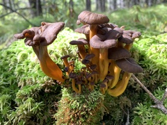 Craterellus