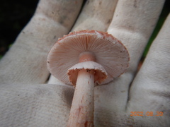 Validae